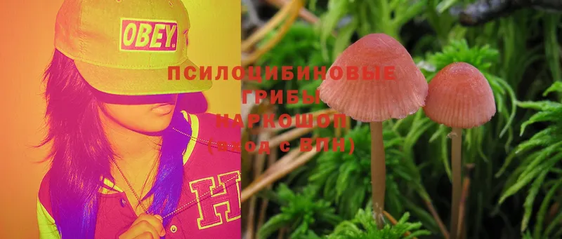 наркошоп  Поронайск  Псилоцибиновые грибы Psilocybe 